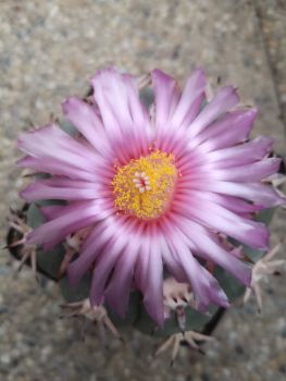 Echinocactus horizonthalonius cv. Sirotoge Suiheimaru